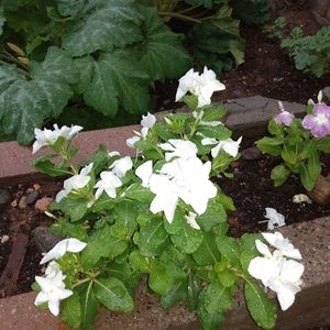 Meet your Posher, Josefina